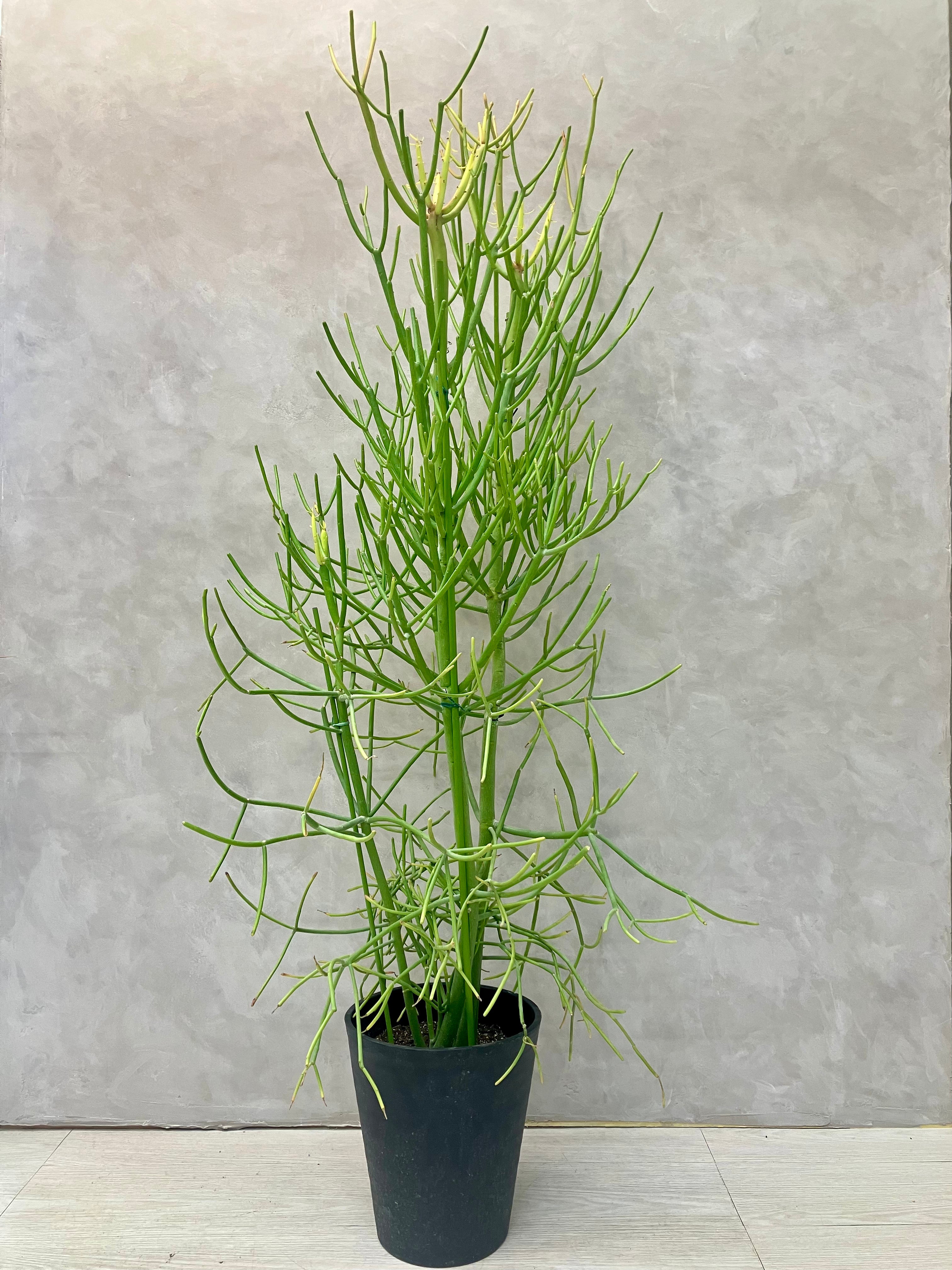 ミルクブッシュ 8号　一点もの ミルクブッシュ 8号｜一点限り｜観葉植物販売 mamidori