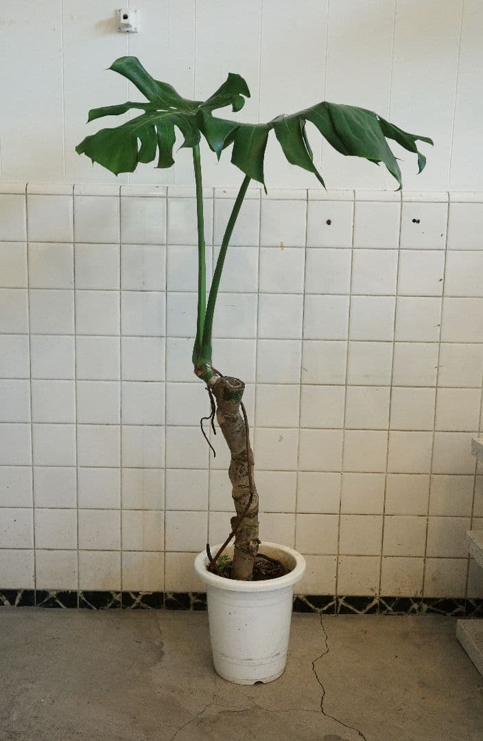 [一点もの]幹立ちモンステラ 　8号 幹立ちモンステラ 8号｜一点限り｜観葉植物販売 mamidori