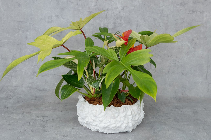 シェフレラ・アルボリコラ 曲がり 8号｜一点限り｜観葉植物販売 mamidori