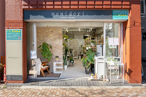 シェフレラ・グランディ 8号|一点限り|観葉植物販売 mamidori シェフレラ・グランディ 8号|一点限り|観葉植物販売 mamidori