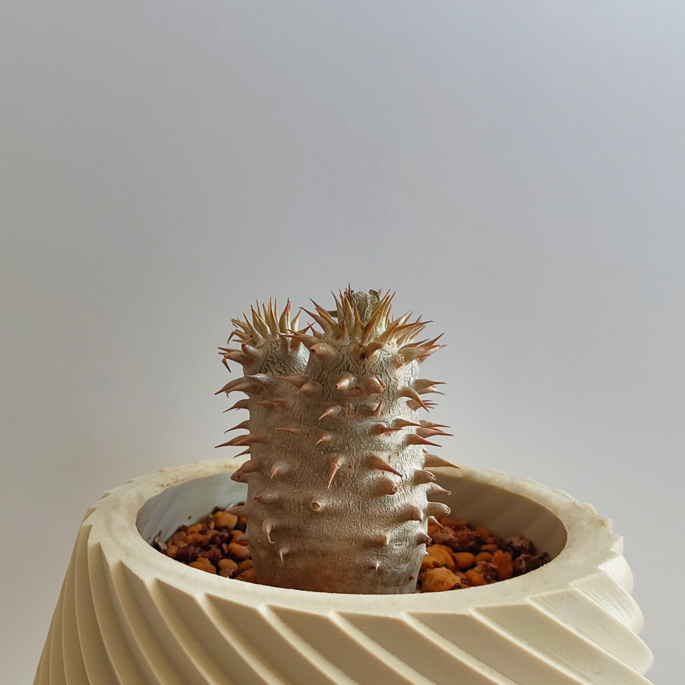 パキポディウム・デンシフローラム