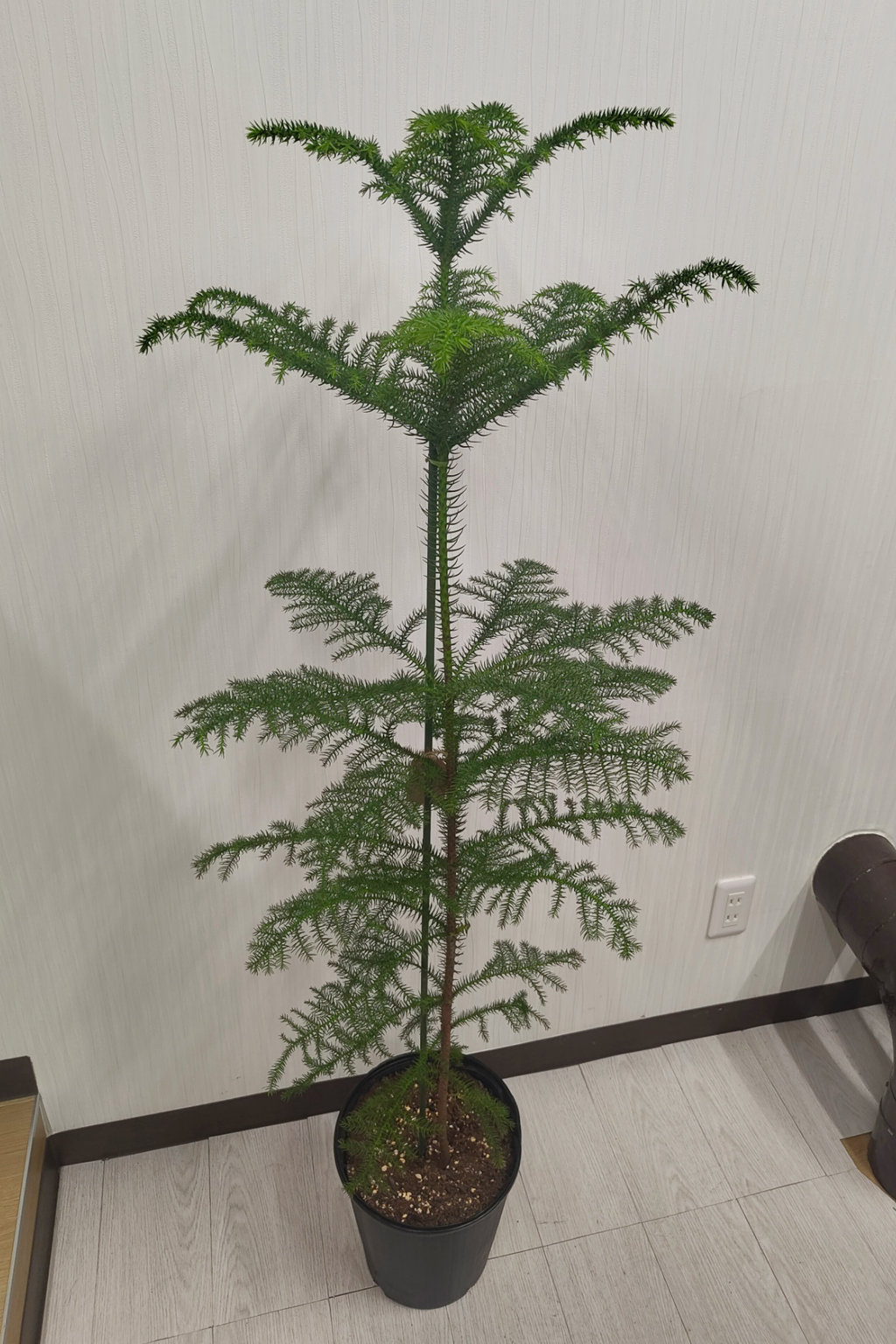 アローカリア 8号｜一点限り｜観葉植物販売 mamidori