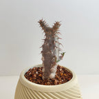 パキポディウム・ロスラーツム