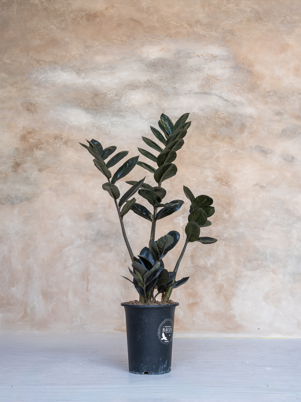 ザミオクルカス・レイブン 4号｜一点限り｜観葉植物販売 mamidori