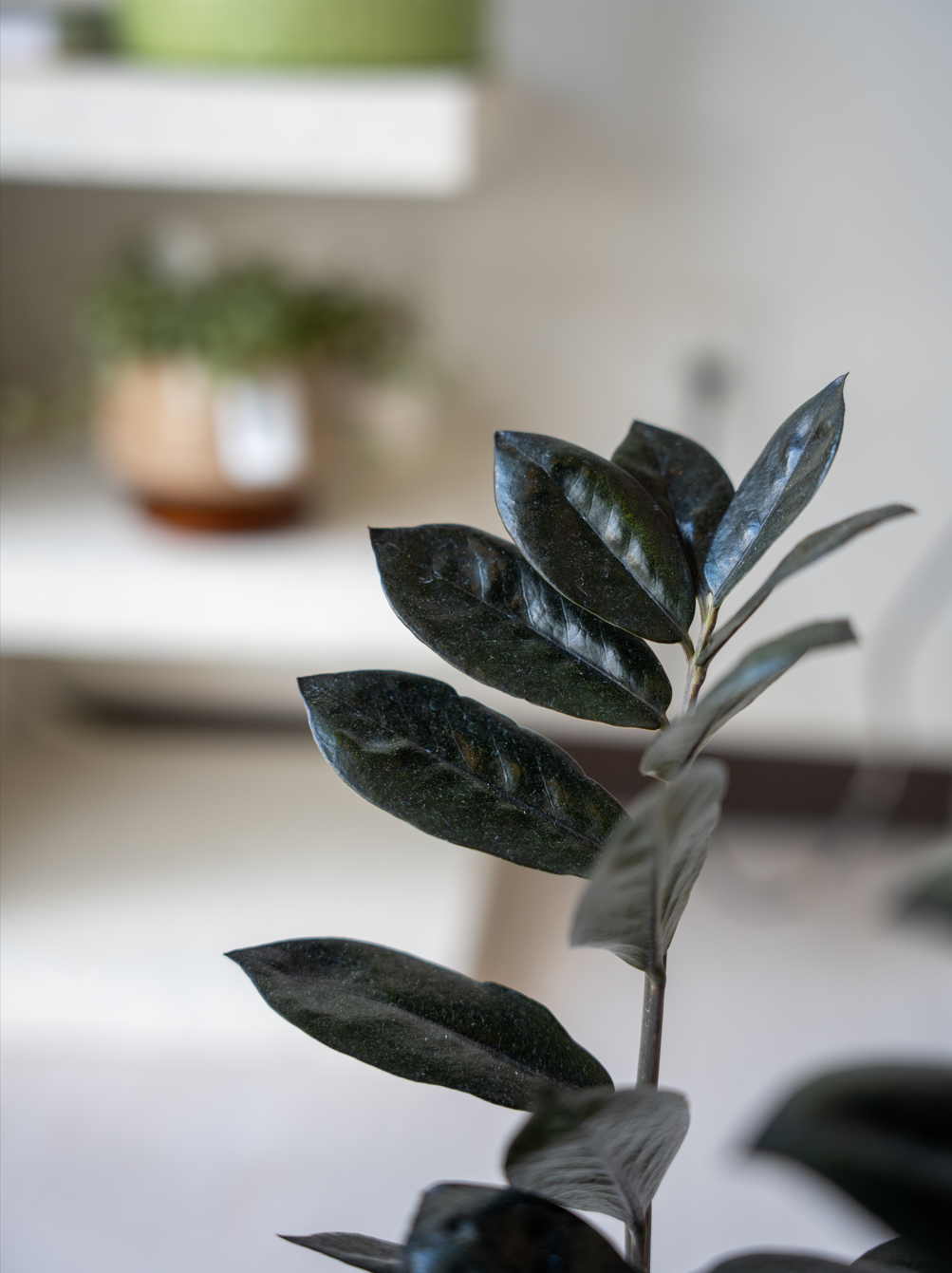 ザミオクルカス・レイブン 4号｜一点限り｜観葉植物販売 mamidori