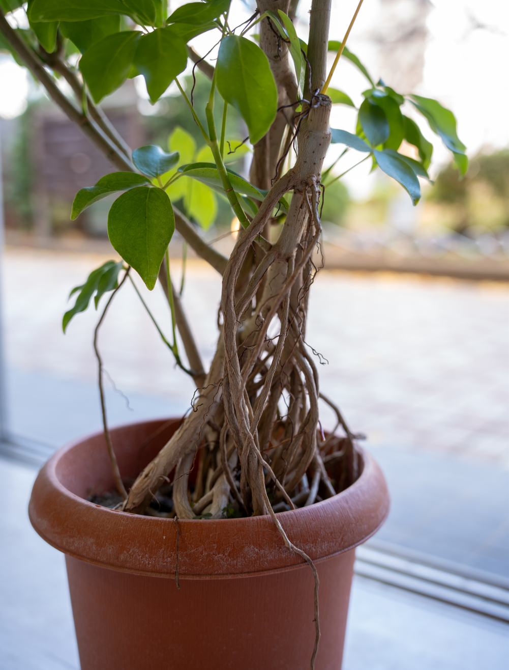 シェフレラ・グランディ 8号｜一点限り｜観葉植物販売 mamidori