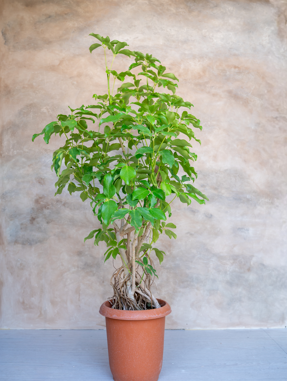 シェフレラ・グランディ 8号｜一点限り｜観葉植物販売 mamidori