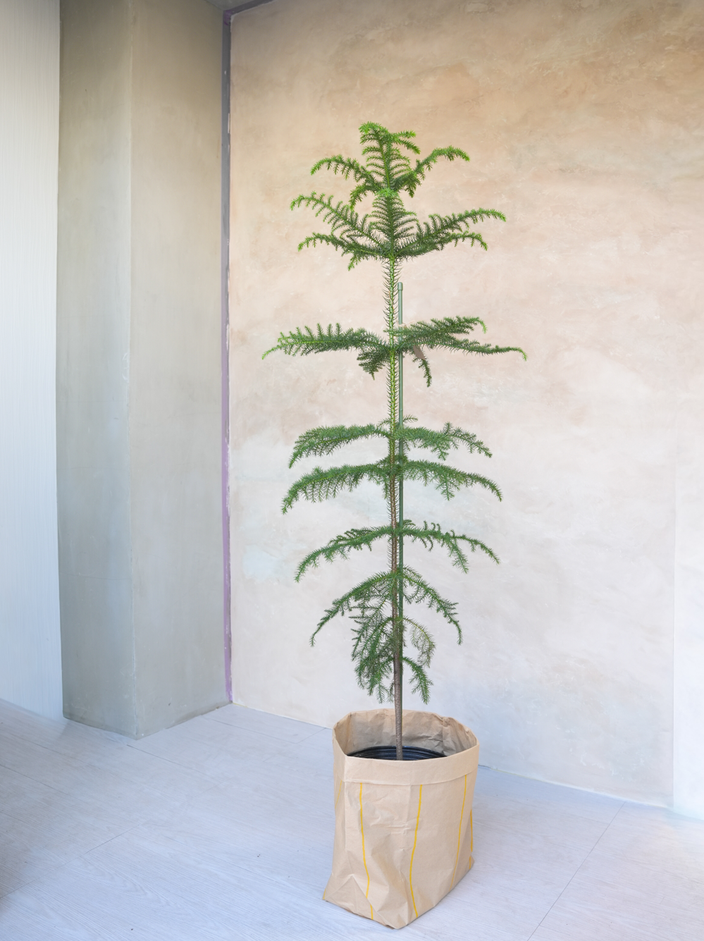 アローカリア 8号｜一点限り｜観葉植物販売 mamidori