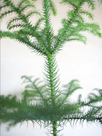 アローカリア 8号｜一点限り｜観葉植物販売 mamidori