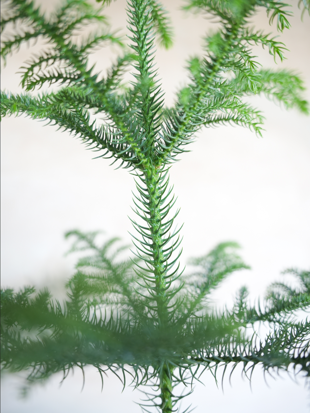 アローカリア 8号｜一点限り｜観葉植物販売 mamidori