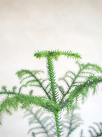 アローカリア 8号｜一点限り｜観葉植物販売 mamidori