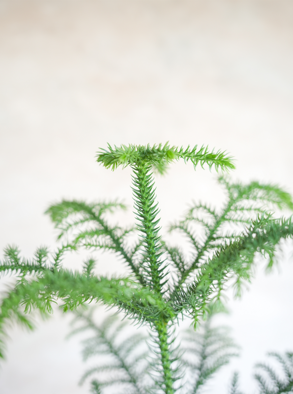 アローカリア 8号｜一点限り｜観葉植物販売 mamidori