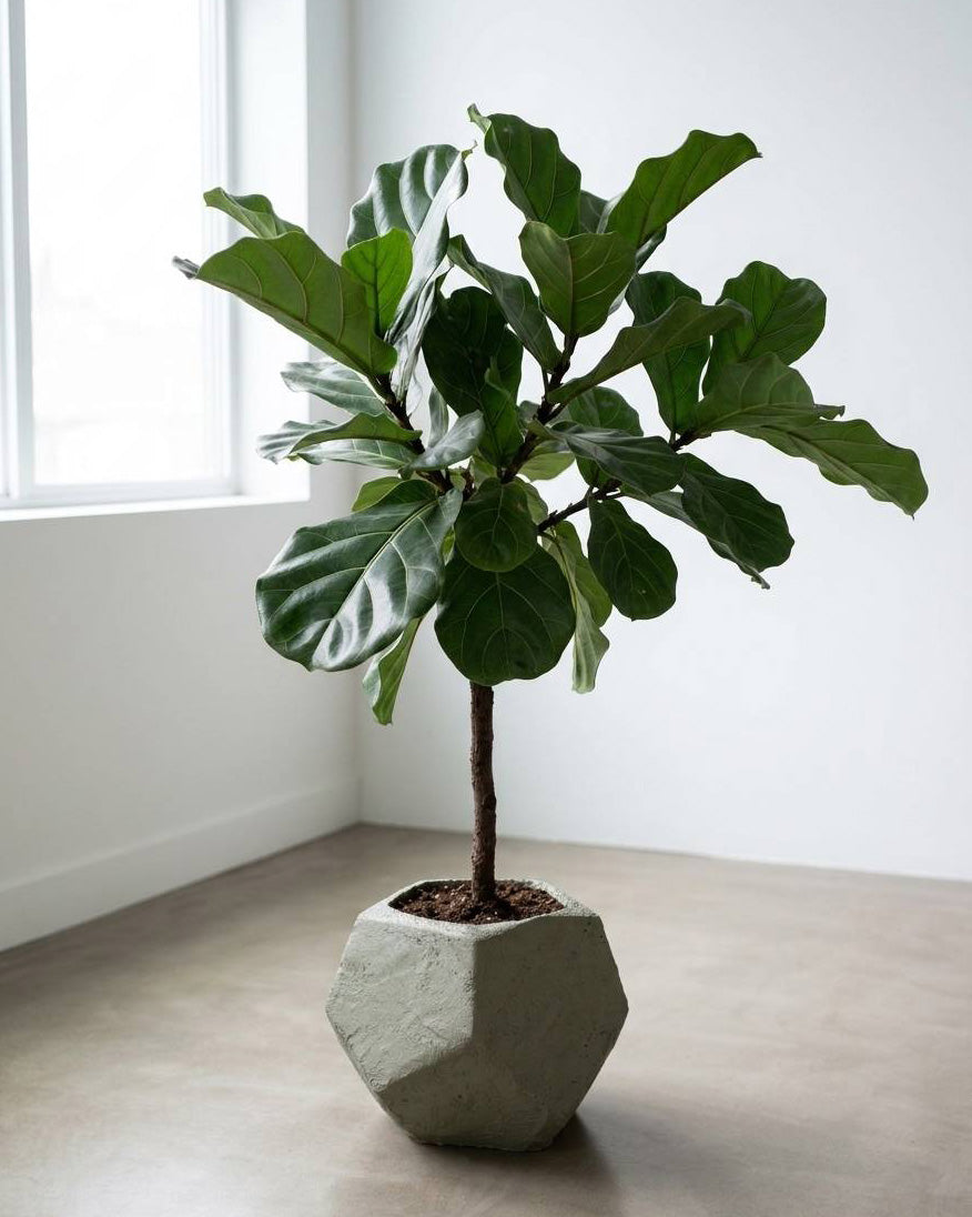 FACET ~Soil Planter~