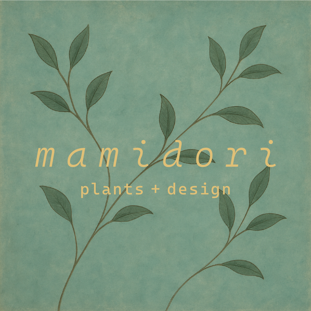 シェフレラ・グランディ 8号｜一点限り｜観葉植物販売 mamidori