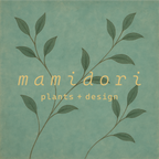 サンスベリア・ゼラニカ 7号｜一点限り｜観葉植物販売 mamidori