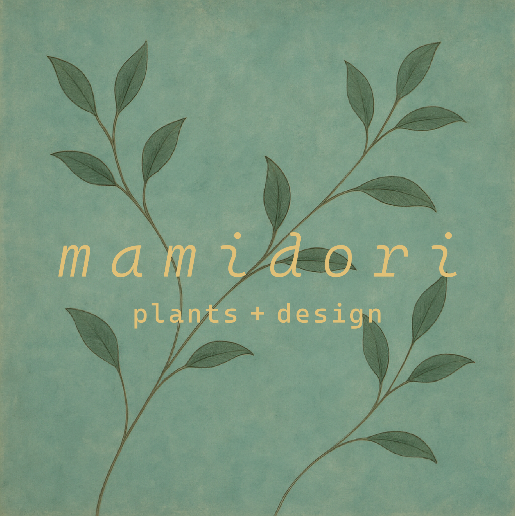 シェフレラ・アルボリコラ　曲がり 8号｜一点限り｜観葉植物販売 mamidori