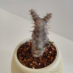 パキポディウム・ロスラーツム