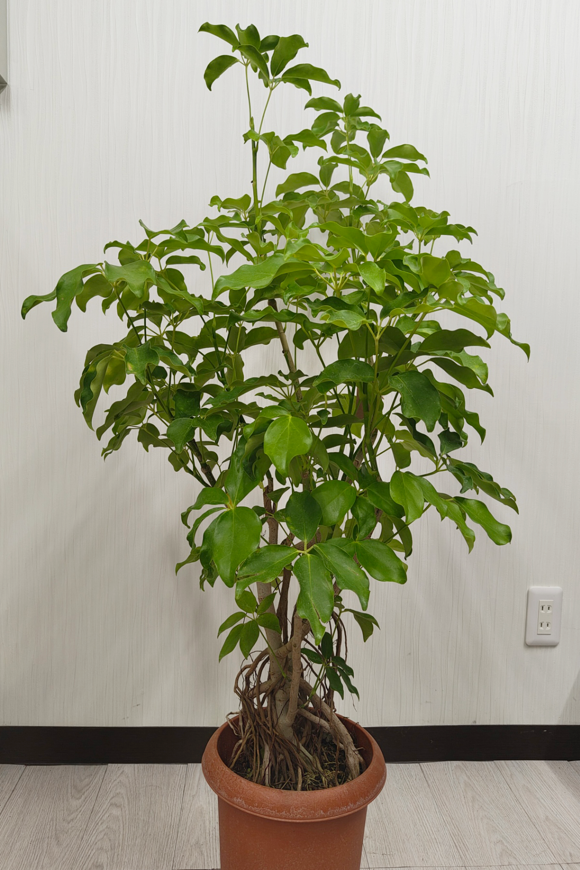 シェフレラ・グランディ 8号｜一点限り｜観葉植物販売 mamidori