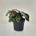 カラテア マコヤナ