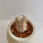 パキポディウム・デンシフローラム