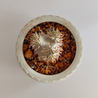 パキポディウム・デンシフローラム