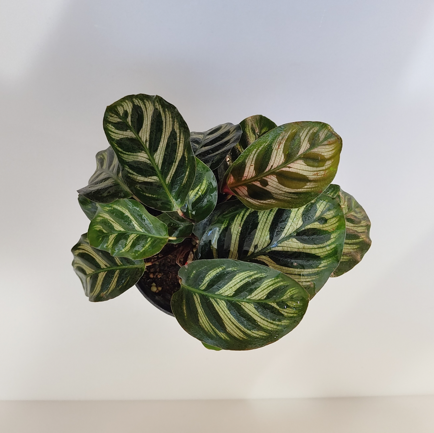 カラテア マコヤナ