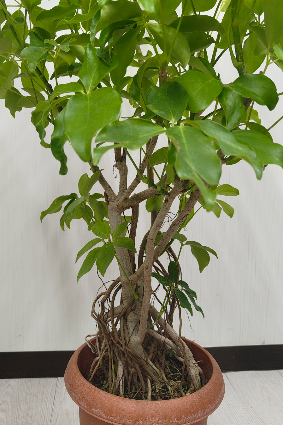 シェフレラ・グランディ 8号｜一点限り｜観葉植物販売 mamidori