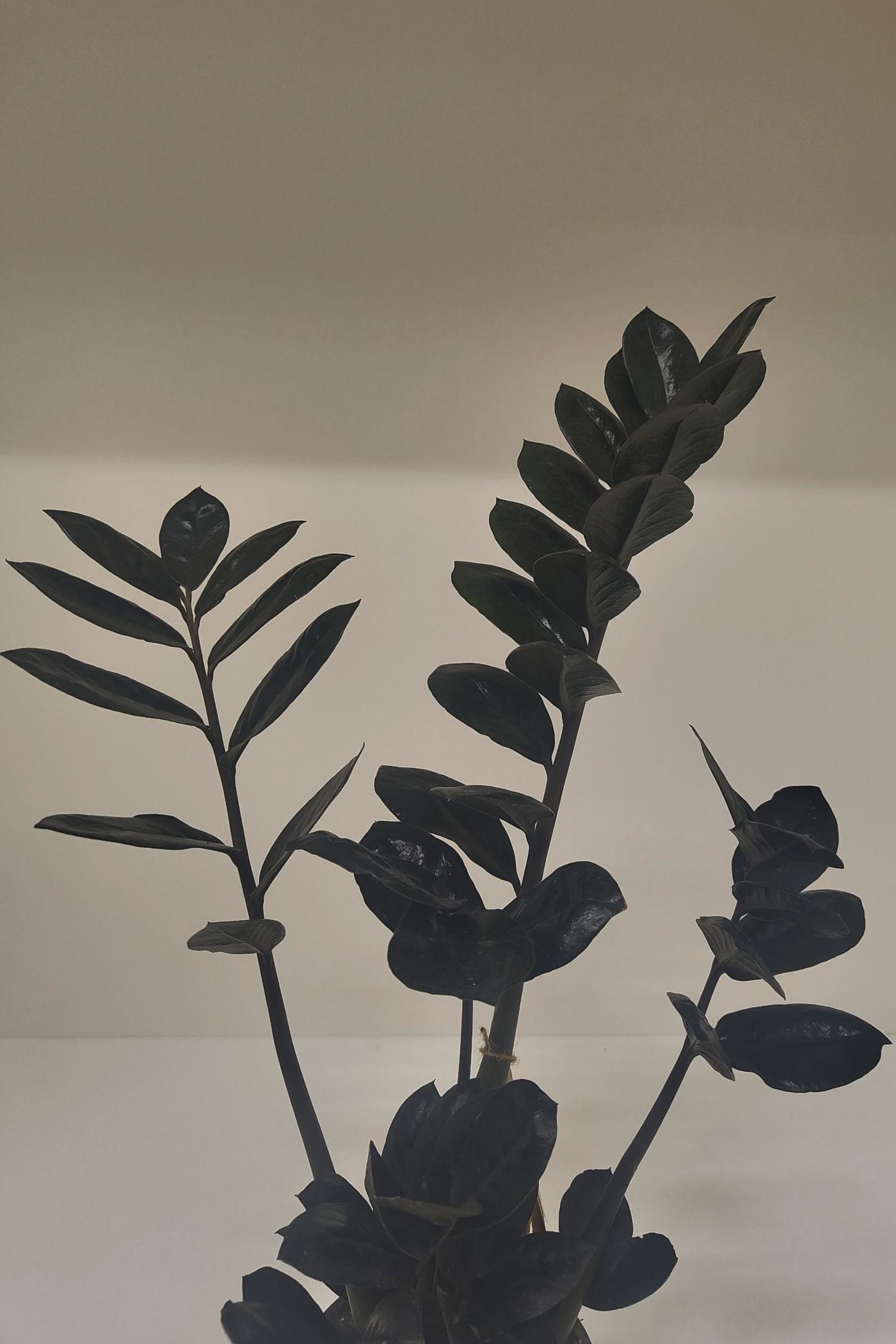 ザミオクルカス・レイブン 4号｜一点限り｜観葉植物販売 mamidori