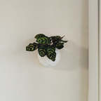 Hanging Planter Rock