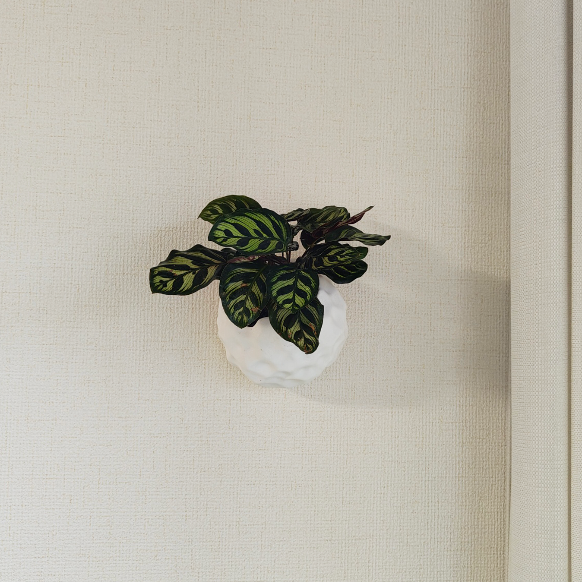Playing with Plants No.7