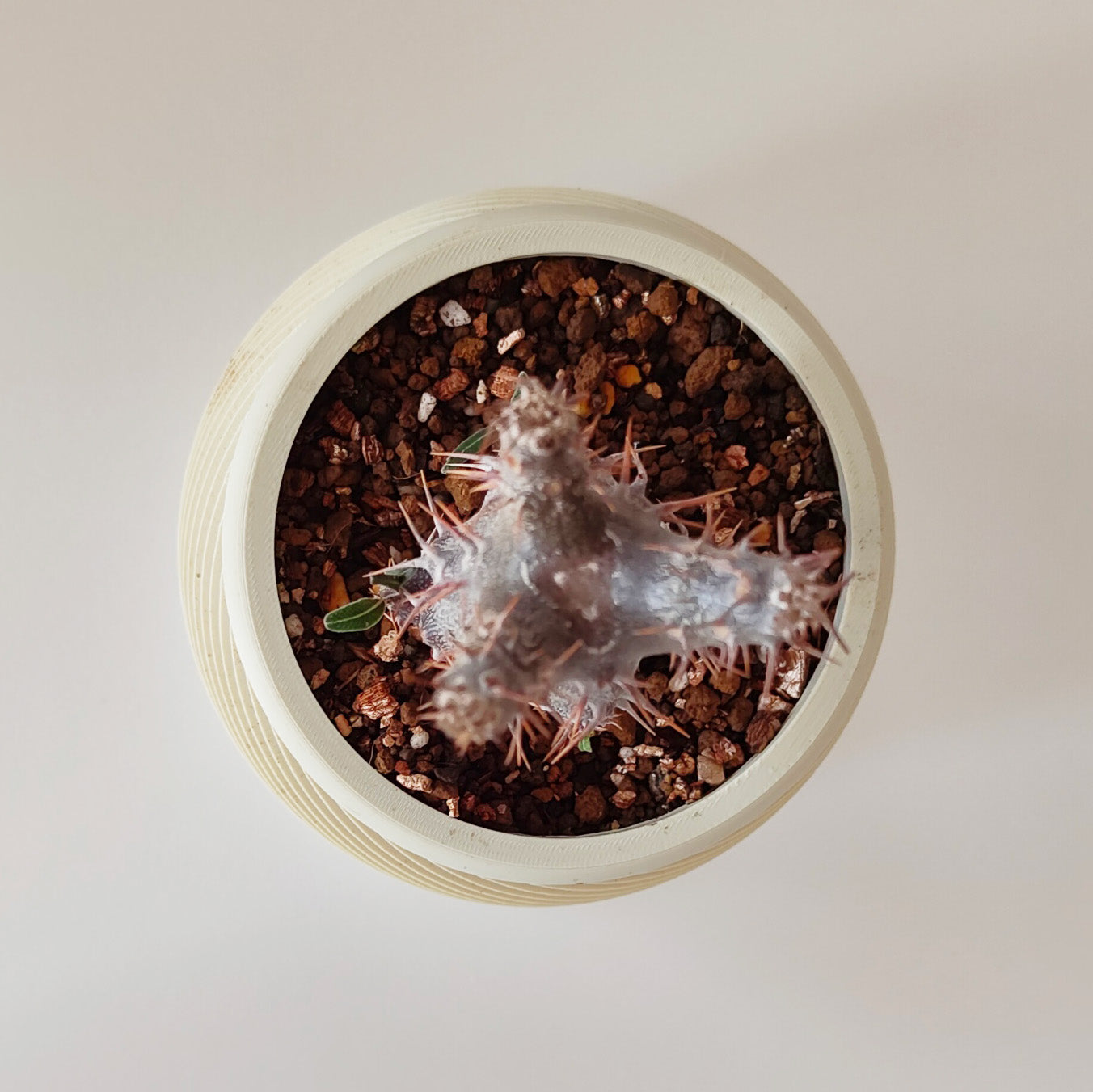 パキポディウム・ロスラーツム