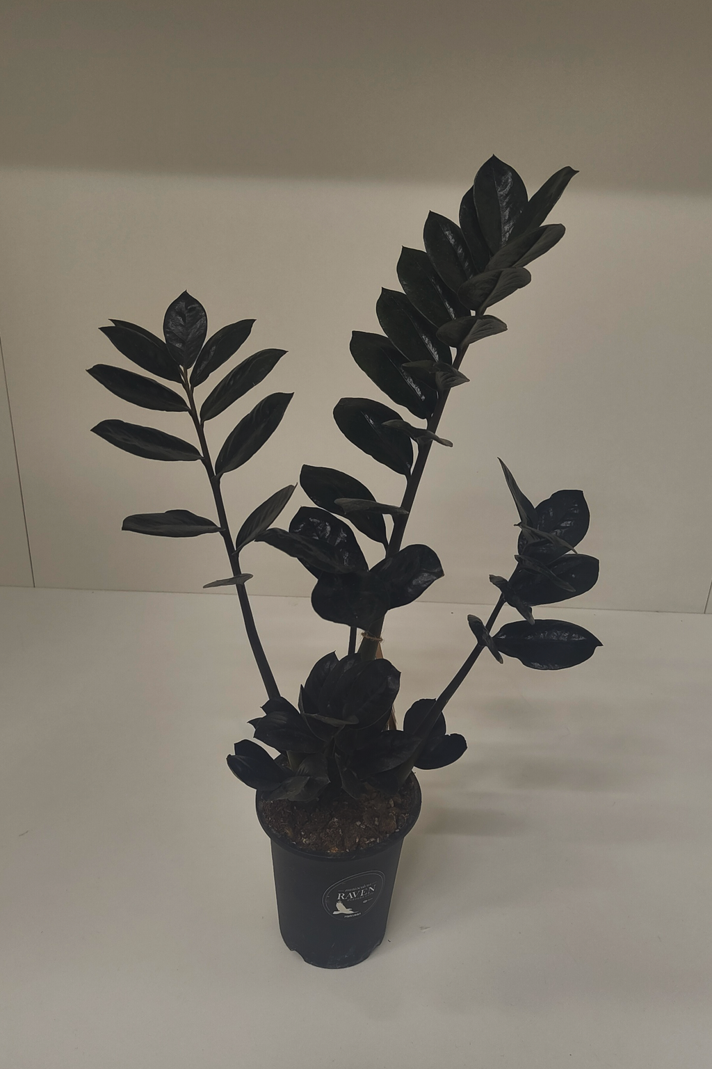 ザミオクルカス・レイブン 4号｜一点限り｜観葉植物販売 mamidori