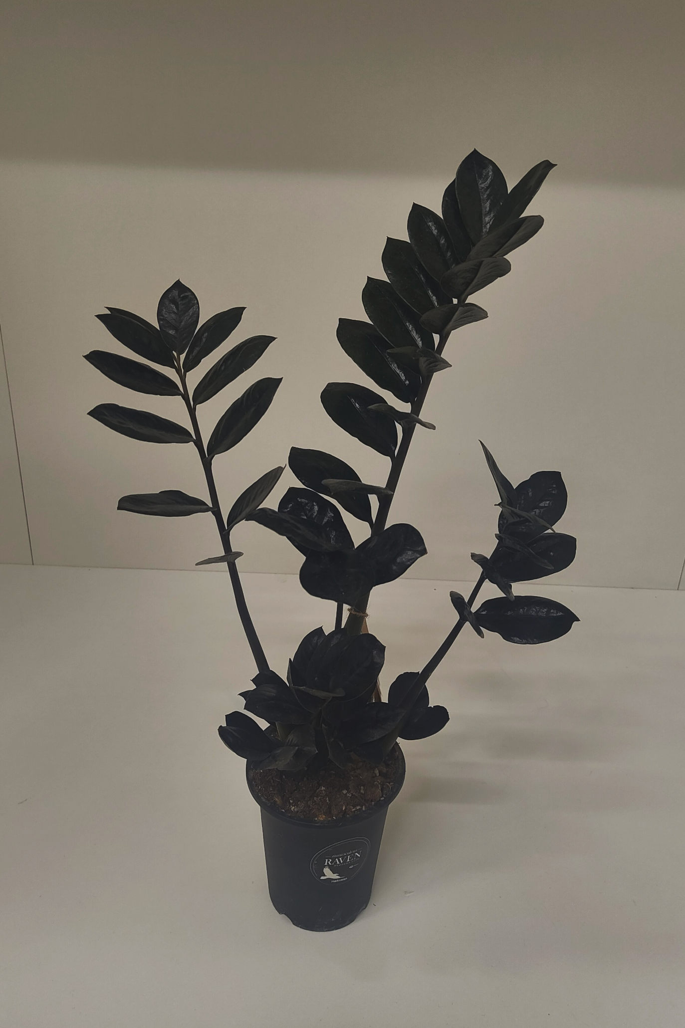 ザミオクルカス・レイブン 4号｜一点限り｜観葉植物販売 mamidori