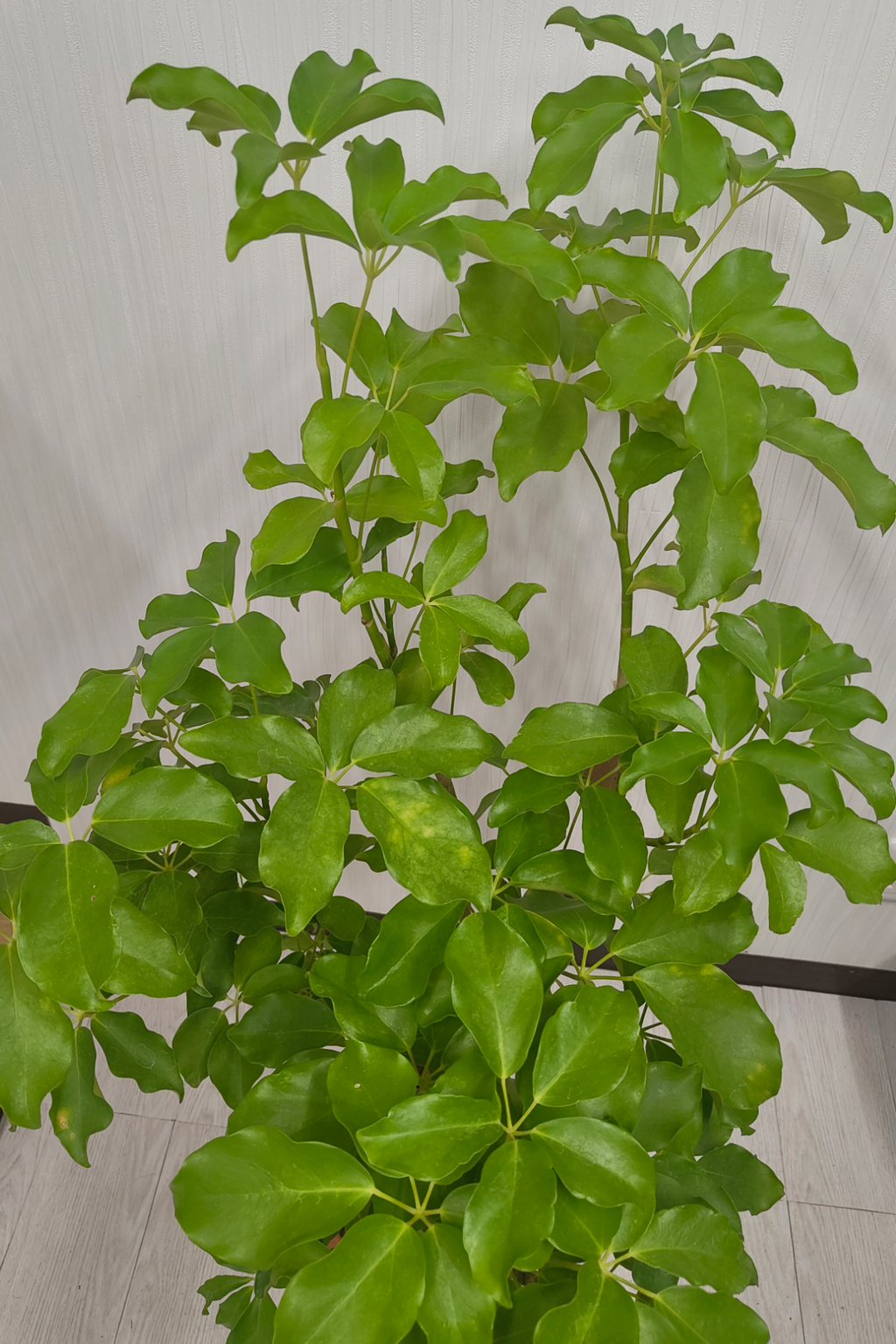 シェフレラ・グランディ 8号｜一点限り｜観葉植物販売 mamidori