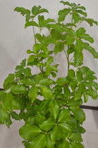 シェフレラ・グランディ 8号｜一点限り｜観葉植物販売 mamidori