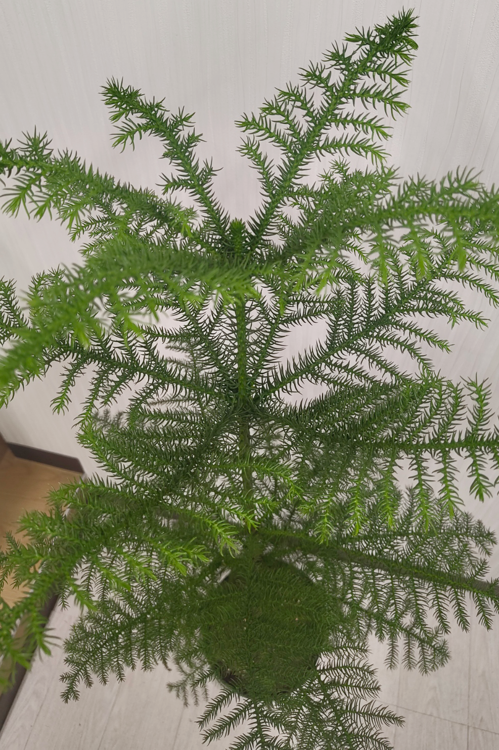 アローカリア 8号｜一点限り｜観葉植物販売 mamidori