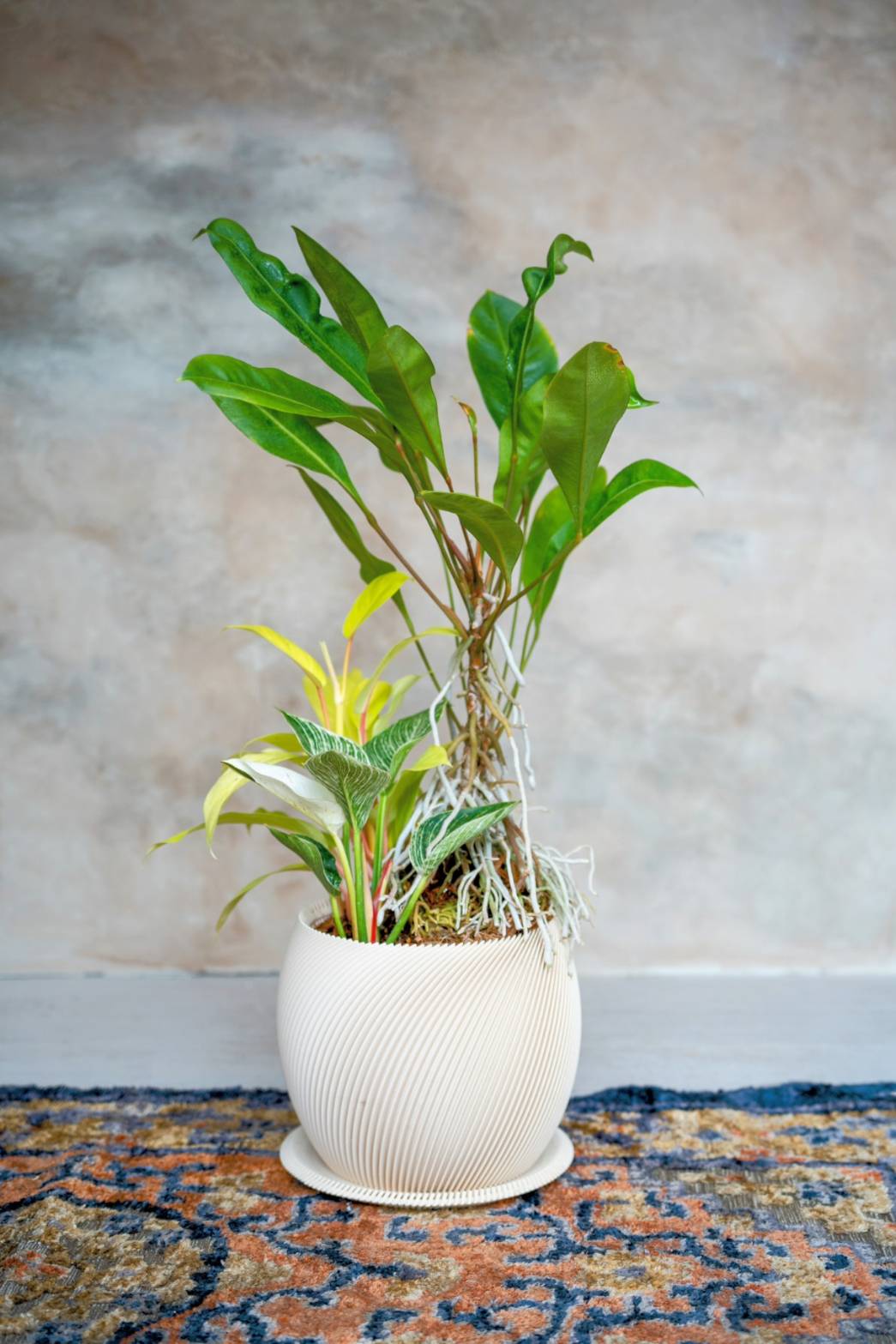 [鉢セット販売]アンスリウムグラシレ＋バーキン+マレービューティ _original planter(1点限り)