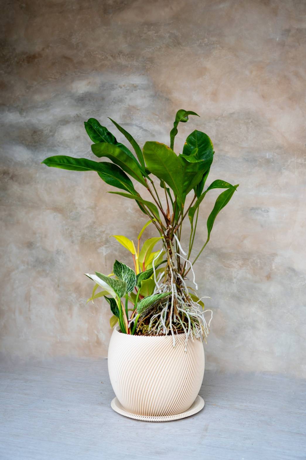 [鉢セット販売]アンスリウムグラシレ＋バーキン+マレービューティ _original planter(1点限り)