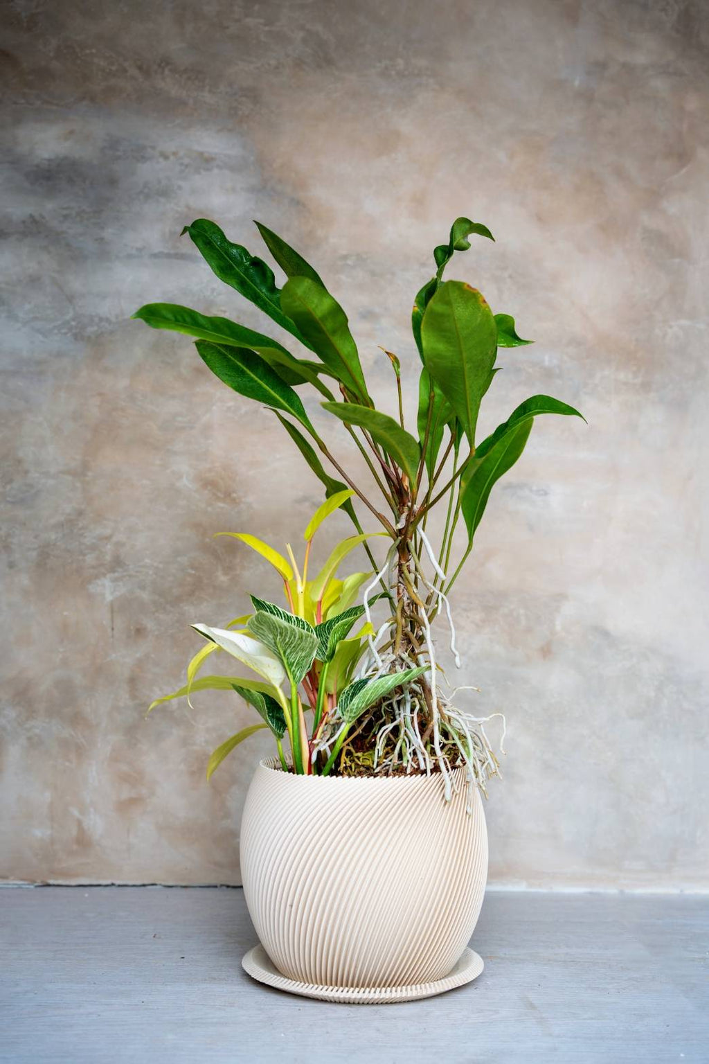 [鉢セット販売]アンスリウムグラシレ＋バーキン+マレービューティ _original planter(1点限り)