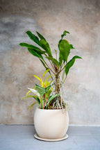 [鉢セット販売]アンスリウムグラシレ＋バーキン+マレービューティ _original planter(1点限り)