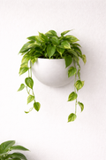 Hanging Planter Egg