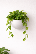 Hanging Planter Egg