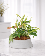 [鉢セット販売]水が好きな植物セット_Rain (1点限り)
