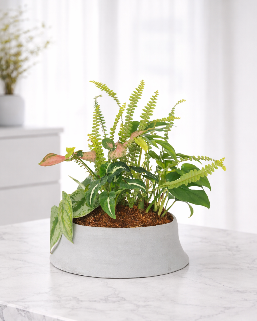 [鉢セット販売]水が好きな植物セット_Rain (1点限り)