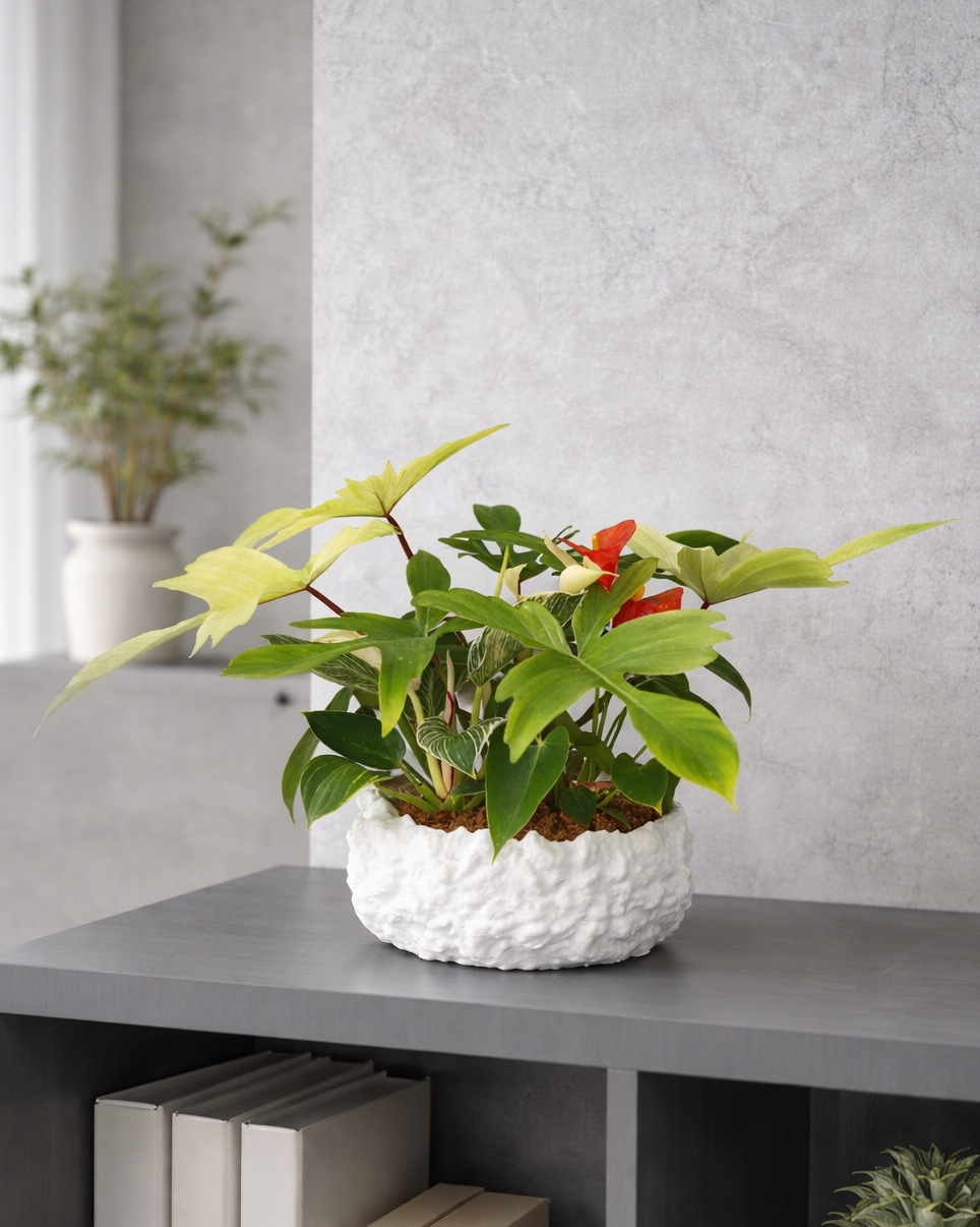 [鉢セット販売]サトイモ科3種_paradise (1点限り)