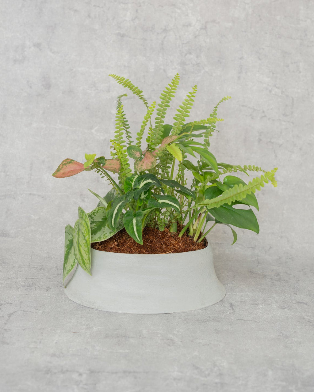 [鉢セット販売]水が好きな植物セット_Rain (1点限り)