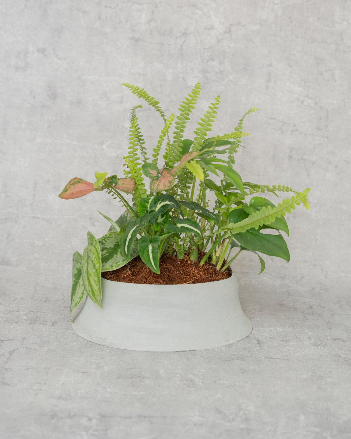 [鉢セット販売]水が好きな植物セット_Rain (1点限り)