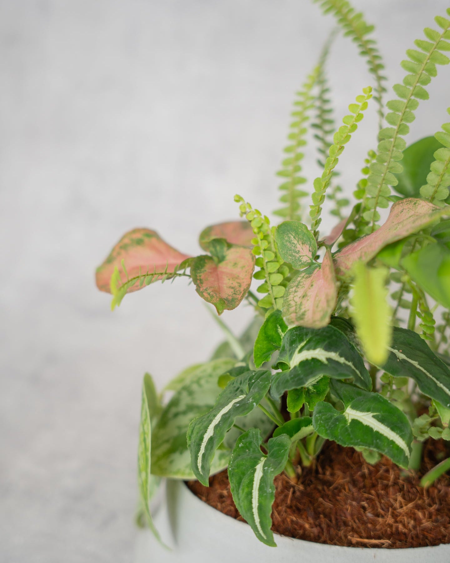 [鉢セット販売]水が好きな植物セット_Rain (1点限り)