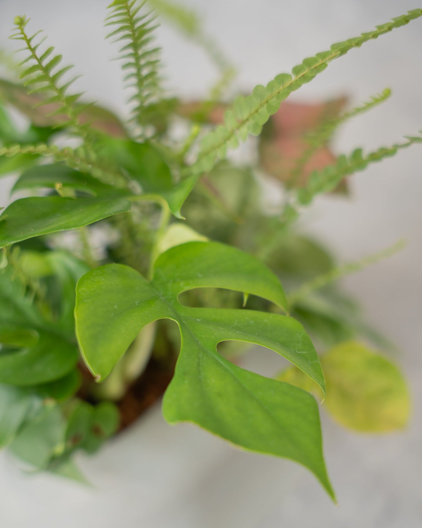 [鉢セット販売]水が好きな植物セット_Rain (1点限り)