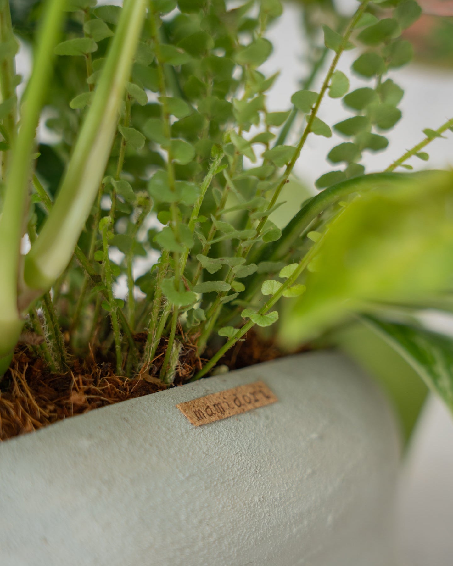 鉢セット販売]水が好きな植物セット_Rain (1点限り) – mamidori